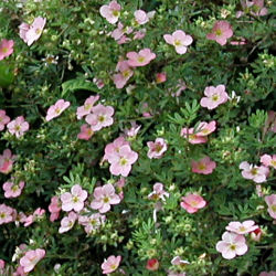 Potentille arbustive Rose / Potentilla fruticosa rosea